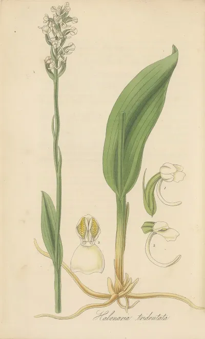 Habenaria Tridentata