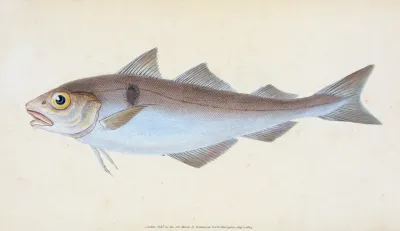 Haddock Gadus Aeglefinus