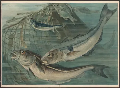 Haddock Mackerel And Bream