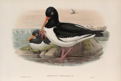 Haematopus Ostralegus Oyster Catcher