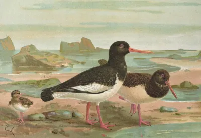 Haematopus Ostrilegus
