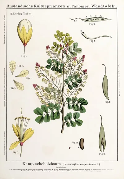 Haematoxylon Campechianum Campecheboom