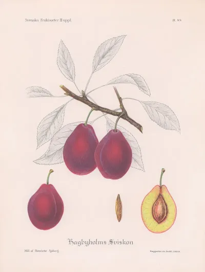 Hagbyholmssviskon