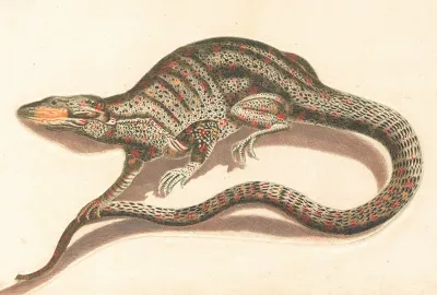 Hagedis