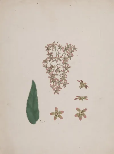 Hagenia Abyssinica Bruce J F Gmel