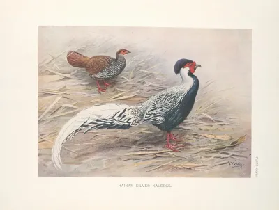 Hainan Silver Kaleege Gennaeus Whiteheadi