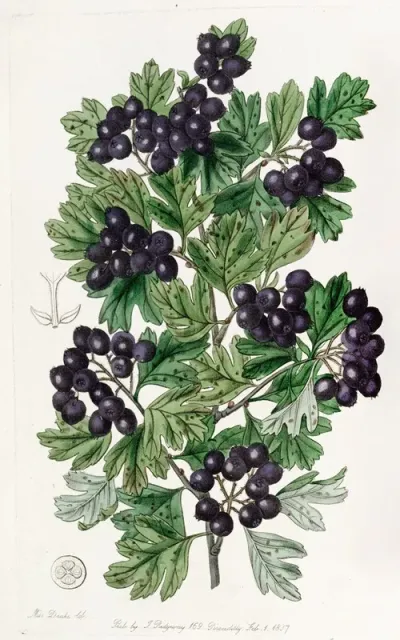 Hairy Leaved Black Hawthorn