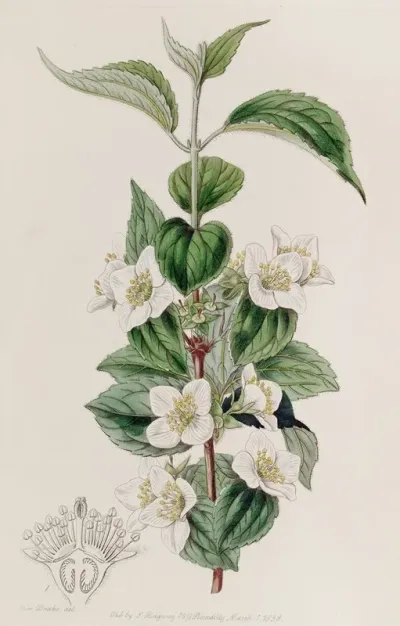 Hairy Syringa