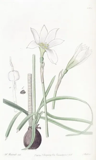 Half Green Zephyranthes