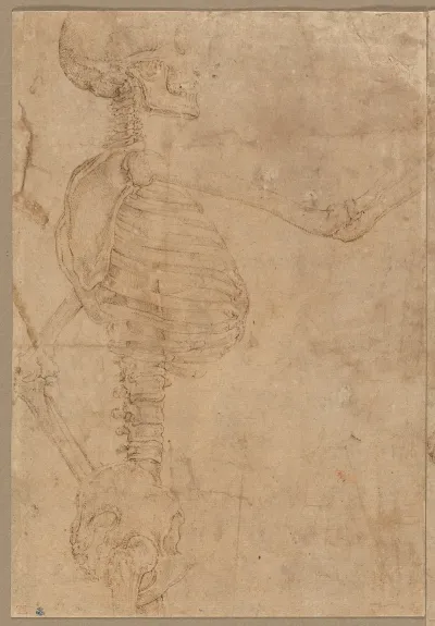 Half Length Skeleton In Profile