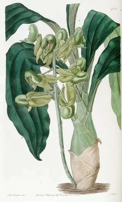 Half Open Catasetum