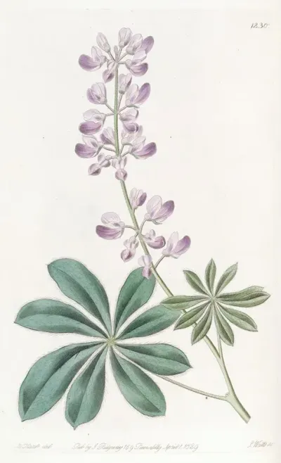 Half Shrubby Lupine