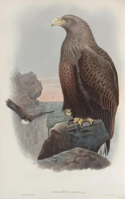 Haliaetus Albicilla Sea Eagle
