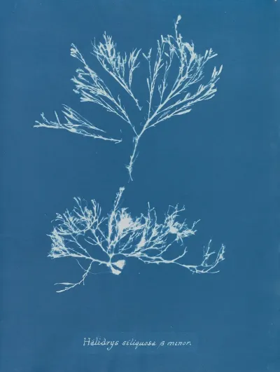 Halidrys Siliquosa β Minor