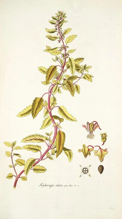 Haloragis Alata