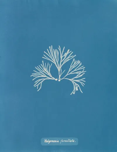 Halymenia Furcellata 2