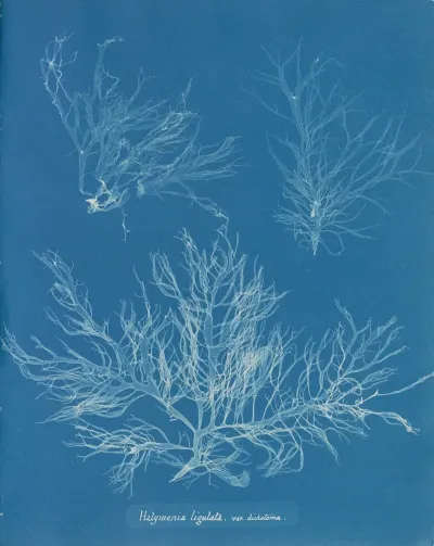 Halymenia Ligulata Var Dichotoma
