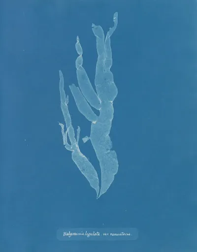 Halymenia Ligulata Var Ramentacea