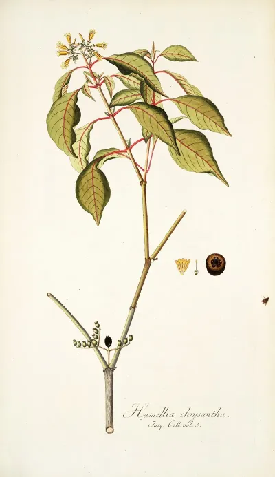 Hamellia Chrysantha