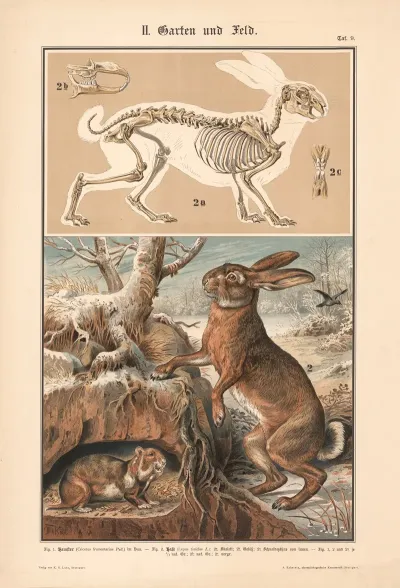 Hamster And Hare