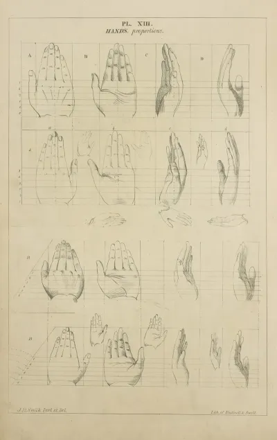 Hands Proportion