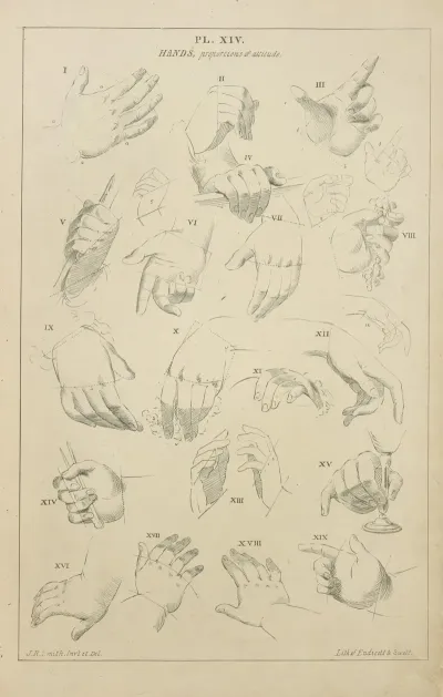 Hands Proportions In Attitude
