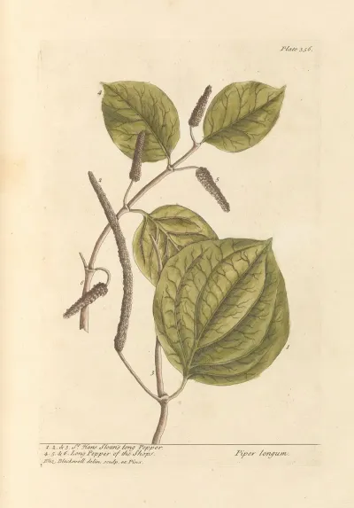 Hans Sloans Long Pepper Long Pepper Of The Shops