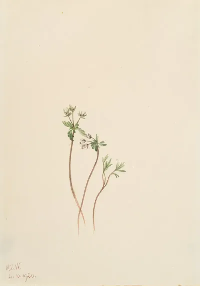 Harbinger Of Spring Erigenia Bulbosa