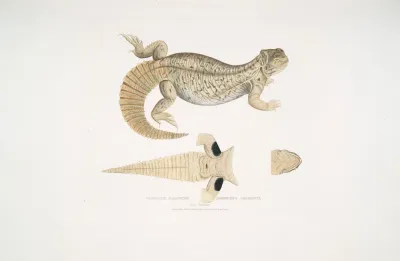 Hardwickes Uromastix Uromastix Hardwickii From Hindustan
