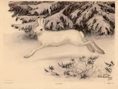 Hare 4