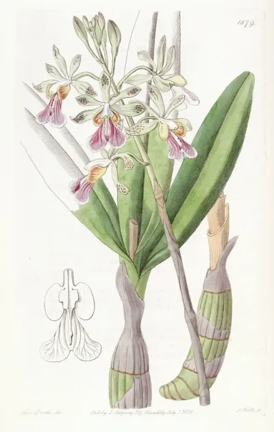 Hare Lipped Epidendrum