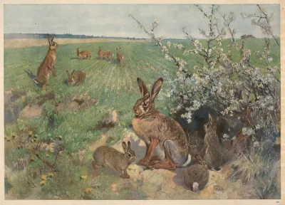 Hare Om Sommeren
