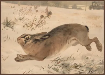Hare Om Vinteren