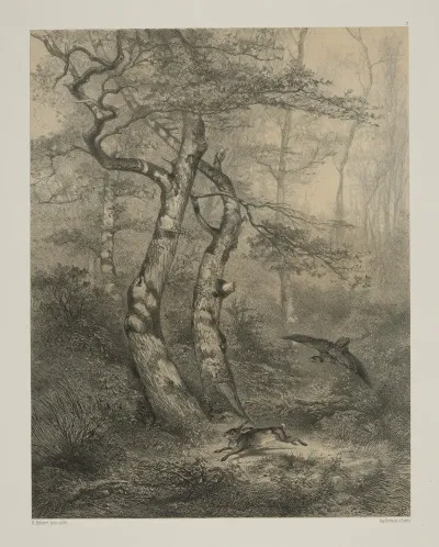 Hare Pursued By A Goshaw