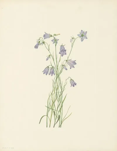 Harebell Campanula Rotundifolia 3