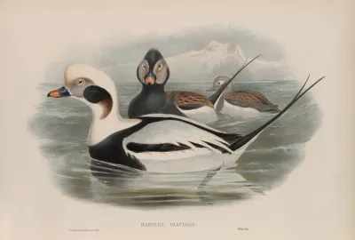 Harelda Glacialis Long Tailed Duck