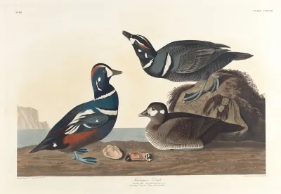 Harlequin Duck 2
