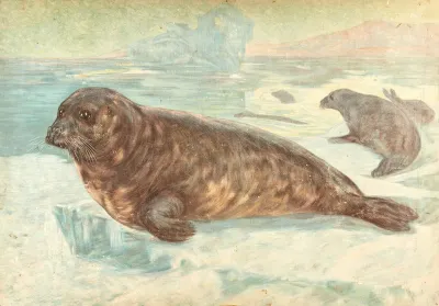 Harp Seal