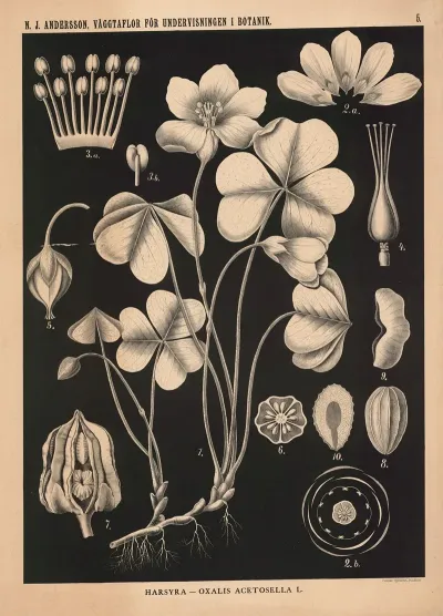 Harsyra Oxalis Acetosella