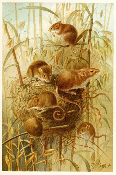 Harvest Mouse 2