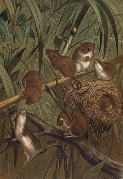 Harvest Mouse