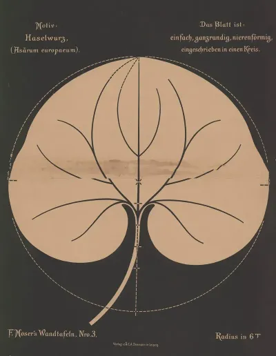 Haselwurz Asarum Europaeum