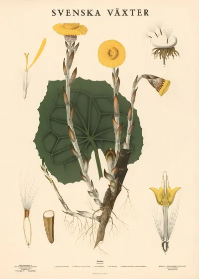 Hasthov Tussilago Farfara