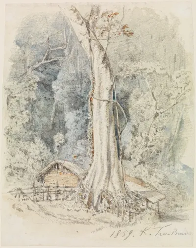 Haus Mit Unterstand Im Urwald Bei Tres Barras