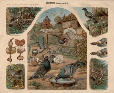 Haustaube Columba Domestica