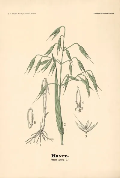 Havre Avena Sativa L