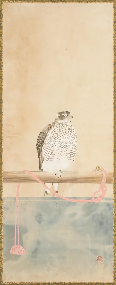 Hawk 4