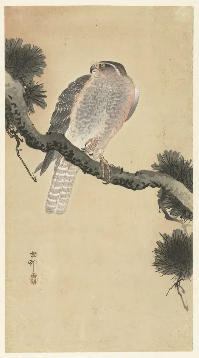 Hawk On Pine Branch