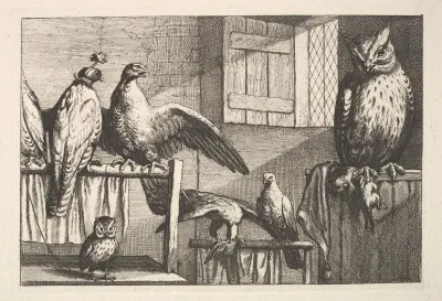 Hawks And Owls