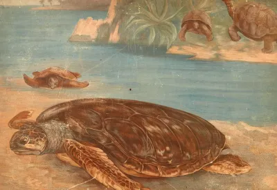 Hawksbill Sea Turtle Chelone Imbricata